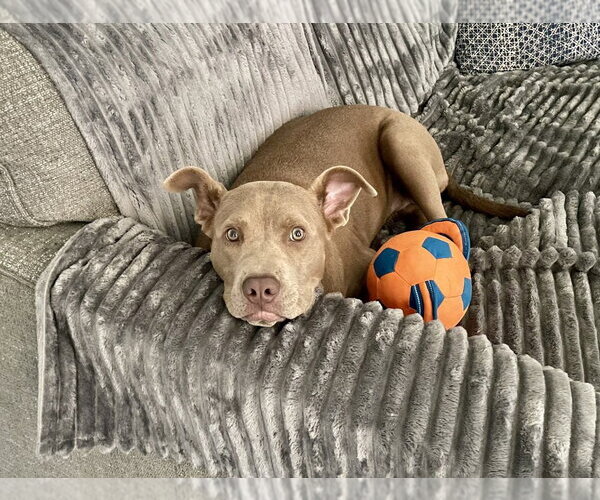 Medium Photo #3 Mutt Puppy For Sale in OKLAHOMA CITY, OK, USA