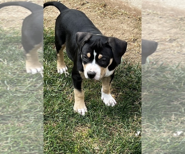 Full screen Photo #5 American Bully Puppy For Sale in CAPRON, IL, USA