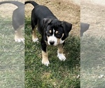 Small Photo #5 American Bully Puppy For Sale in CAPRON, IL, USA