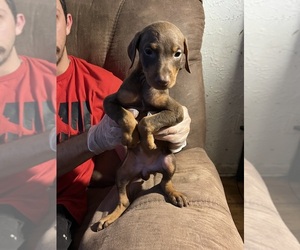 Doberman Pinscher Puppy for sale in LIMON, CO, USA