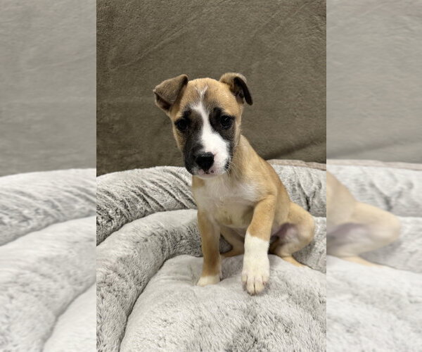 Medium Photo #10 German Shepherd Dog-Unknown Mix Puppy For Sale in Lakewood, CO, USA