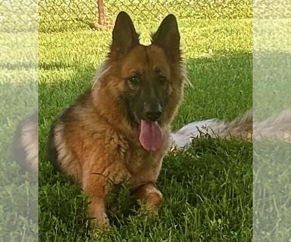 Medium Photo #4 German Shepherd Dog Puppy For Sale in Kankakee, IL, USA