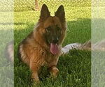 Small #3 German Shepherd Dog