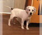 Small Photo #3 Beagle-Pointer Mix Puppy For Sale in Yardley, PA, USA