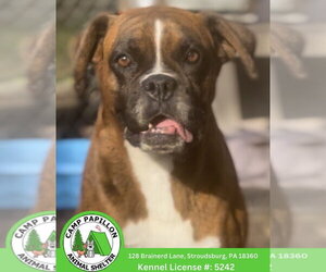 Boxer Dogs for adoption in Stroudsburg, PA, USA