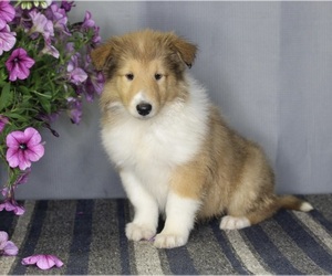 Collie Puppy for sale in FREDERICKSBURG, OH, USA