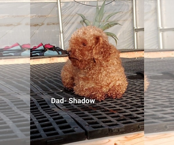 Medium Photo #1 Cavapoo-Poodle (Toy) Mix Puppy For Sale in GREENWOOD, WI, USA
