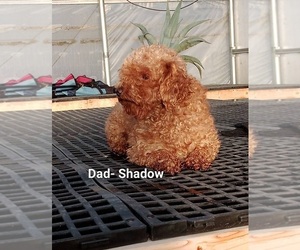 Father of the Cavapoo-Poodle (Toy) Mix puppies born on 06/20/2025