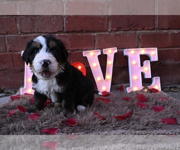 Medium Photo #30 Bernedoodle Puppy For Sale in ELMWOOD, IL, USA