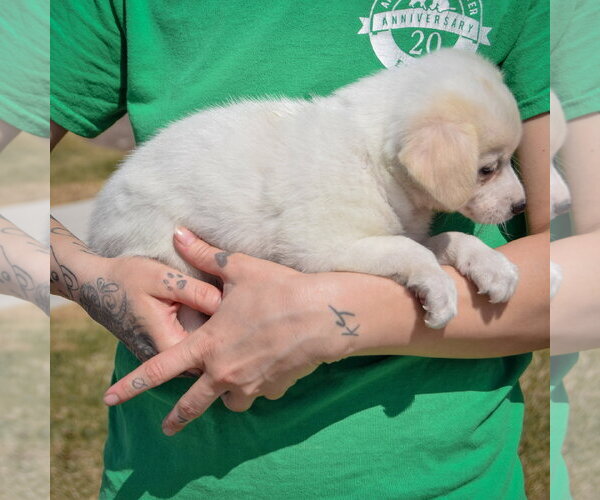 Medium Photo #5 Chihuahua-Unknown Mix Puppy For Sale in Huntley, IL, USA