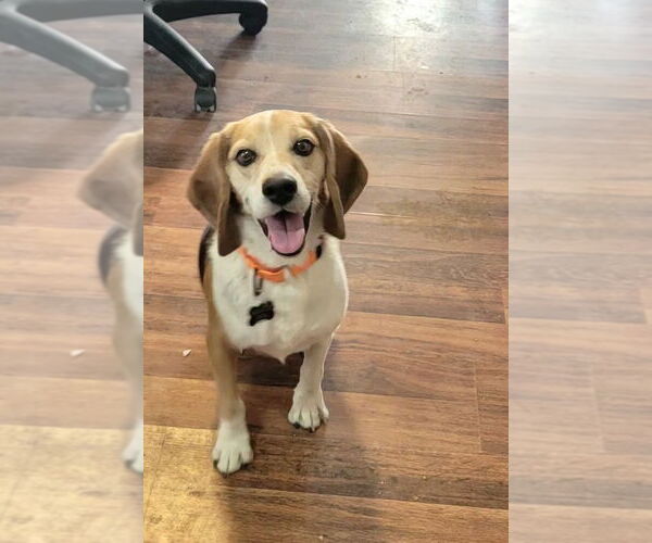 Medium Photo #4 Beagle Puppy For Sale in Las Vegas, NV, USA