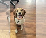 Small #3 Beagle