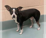 Small #1 Chihuahua Mix