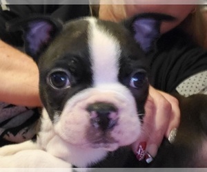 Boston Terrier Puppy for sale in GORHAM, NH, USA