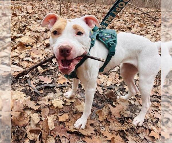 Medium Photo #3 Mutt Puppy For Sale in Peoria, IL, USA