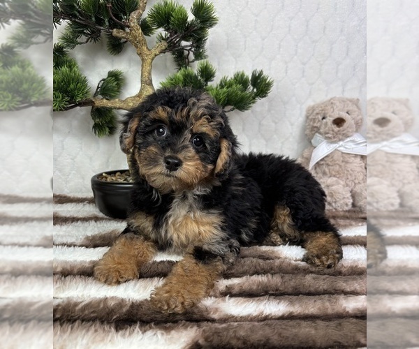 Medium Photo #3 YorkiePoo Puppy For Sale in FRANKLIN, IN, USA