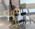 Small Photo #1 German Shepherd Dog Puppy For Sale in KANSAS CITY, MO, USA