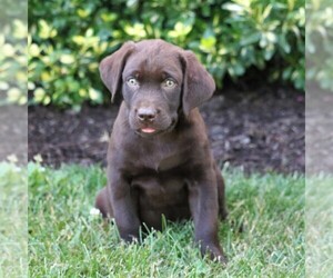 Labrador Retriever Puppy for sale in LEBANON, PA, USA