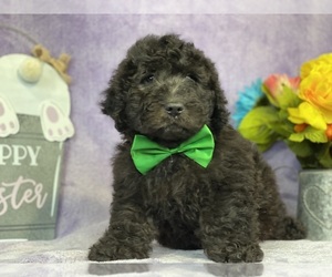 Goldendoodle (Miniature) Puppy for sale in LANCASTER, PA, USA