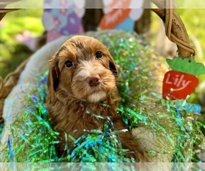 Double Doodle Puppy for sale in FRIENDSWOOD, TX, USA
