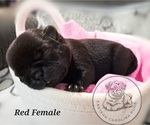 Puppy Red Collar Pug