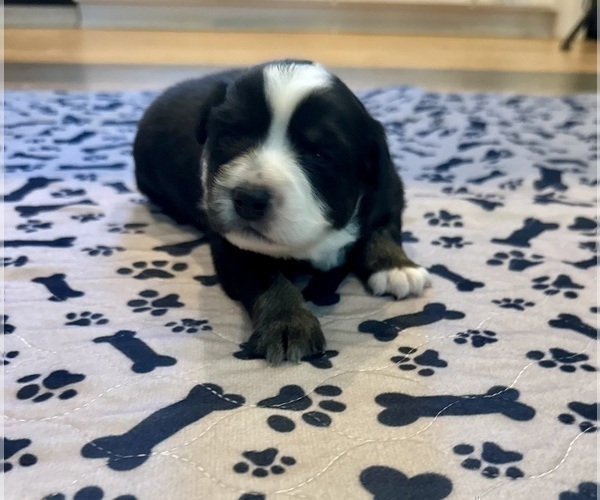 Medium Photo #16 Australian Shepherd Puppy For Sale in SALISBURY, NC, USA