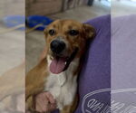 Small #3 American Pit Bull Terrier-Labrador Retriever Mix