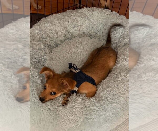 Medium Photo #3 Mutt Puppy For Sale in New York, NY, USA