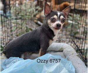 Ozzy #6757 - Male Chihuahua Dog for Adoption - Photo #3
