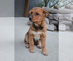 Small #3 Australian Cattle Dog