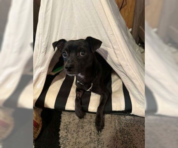 Medium Photo #3 Chihuahua Puppy For Sale in Visalia, CA, USA