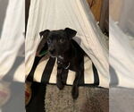 Small #2 Chihuahua