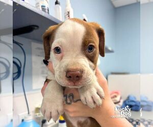 Mutt Dogs for adoption in Washington, DC, USA