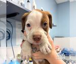 Small Mutt