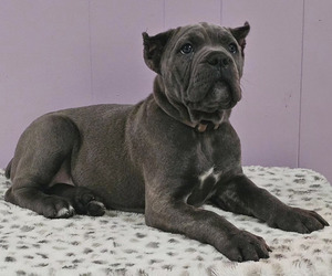 Cane Corso Puppy for sale in NASHVILLE, TN, USA