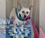 Small Chihuahua