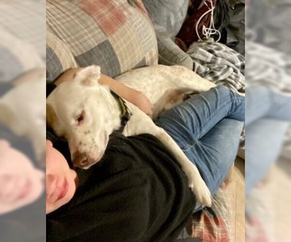 Medium Photo #3 Labrador Retriever-Unknown Mix Puppy For Sale in Missouri City, TX, USA