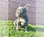 Small Photo #17 French Bulldog Puppy For Sale in LITTLE ROCK, AR, USA