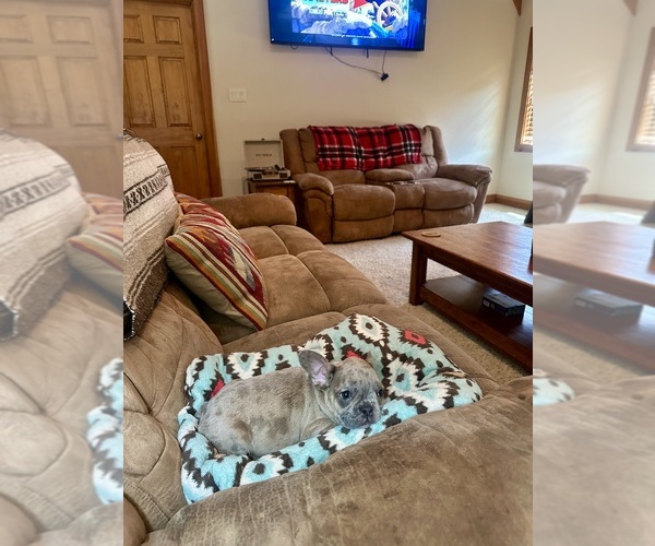 Medium Photo #2 French Bulldog Puppy For Sale in RICHARDS, TX, USA