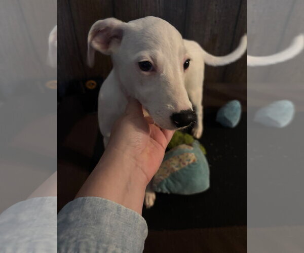 Medium Photo #3 Labrador Retriever-Unknown Mix Puppy For Sale in Oakhurst, NJ, USA