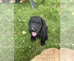 Small Photo #23 Goldendoodle Puppy For Sale in EATON RAPIDS, MI, USA