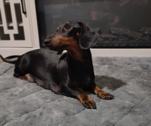 Mother of the Dachshund puppies born on 04/03/2025