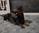 Small Photo #1 Dachshund Puppy For Sale in BON AQUA, TN, USA