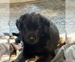 Small #1 Labrador Retriever Mix