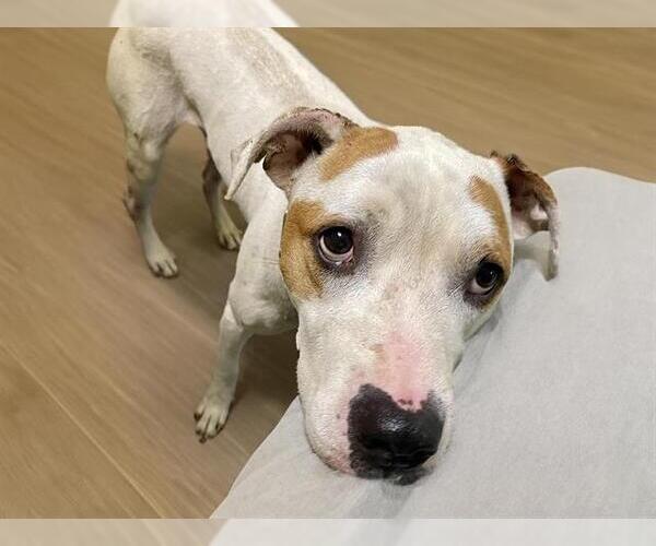 Medium Photo #1 American Pit Bull Terrier-Unknown Mix Puppy For Sale in Tulsa, OK, USA