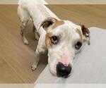 Small American Pit Bull Terrier Mix