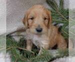 Small Photo #2 Goldendoodle Puppy For Sale in THORP, WI, USA