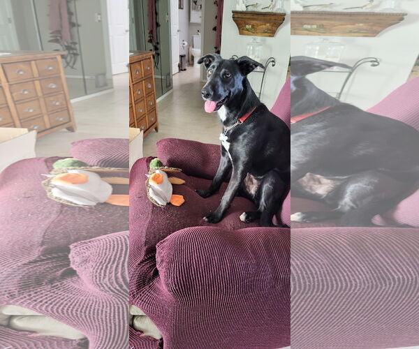 Medium Photo #3 Mutt Puppy For Sale in Chandler, AZ, USA