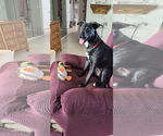 Small #2 Mutt