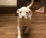 Puppy Puppy 8 American Pit Bull Terrier